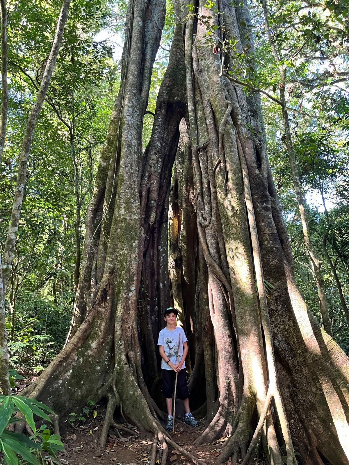 A young hiker standing inside the hollow trunk of a giant forest tree