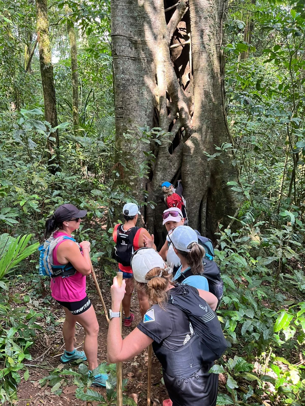 Hikers in single file on a forest trail